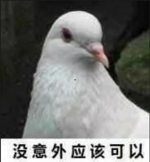 网红吃瓜鸽子图片大全,趣味瞬间大盘点